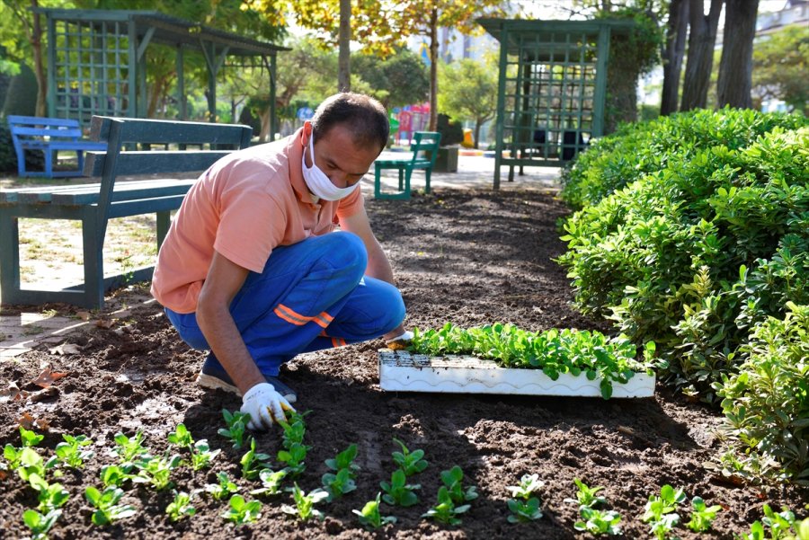 Antalya Dikilen Çiçeklerle Renklenecek
