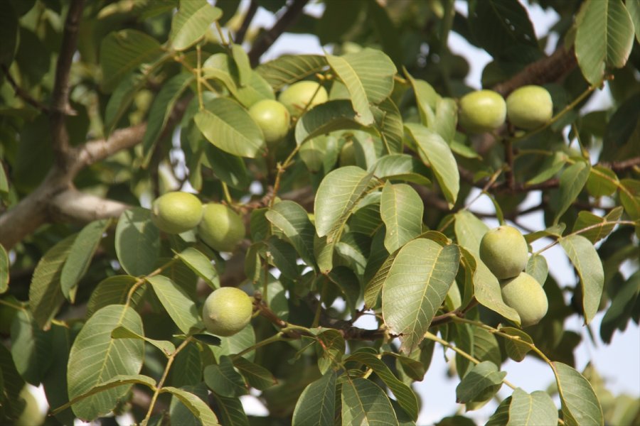 Beyşehir'de Ceviz Üretimine İlgi Artıyor