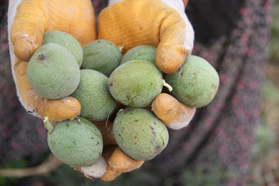 Beyşehir'de Ceviz Üretimine İlgi Artıyor