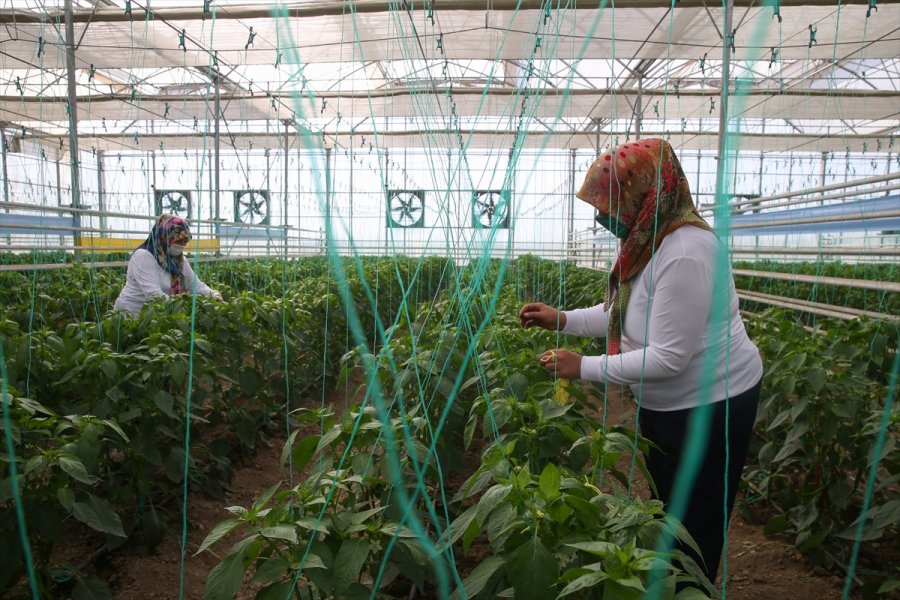 Türkiye'nin Yerli Ve Milli Sebze Tohumları Kadınlara Emanet