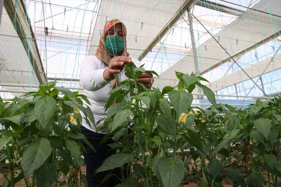 Türkiye'nin Yerli Ve Milli Sebze Tohumları Kadınlara Emanet