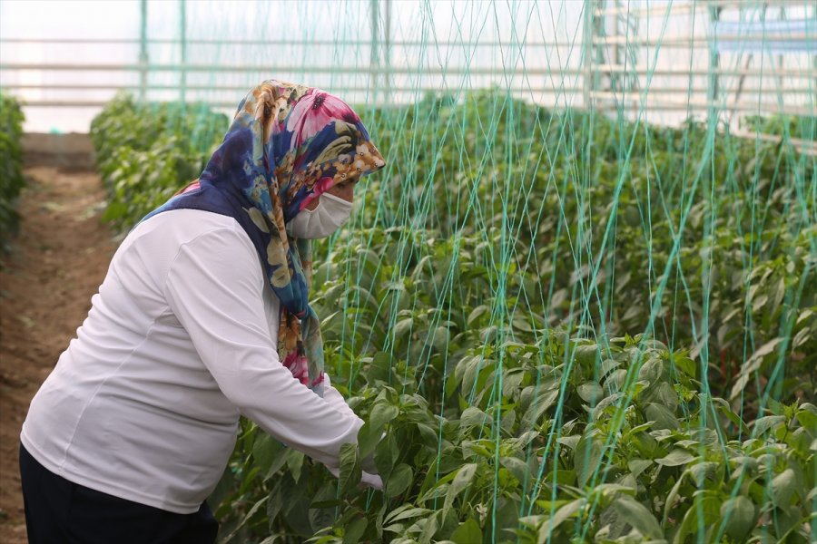 Türkiye'nin Yerli Ve Milli Sebze Tohumları Kadınlara Emanet
