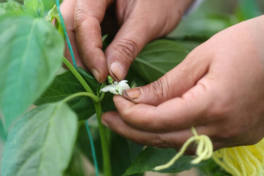 Türkiye'nin Yerli Ve Milli Sebze Tohumları Kadınlara Emanet