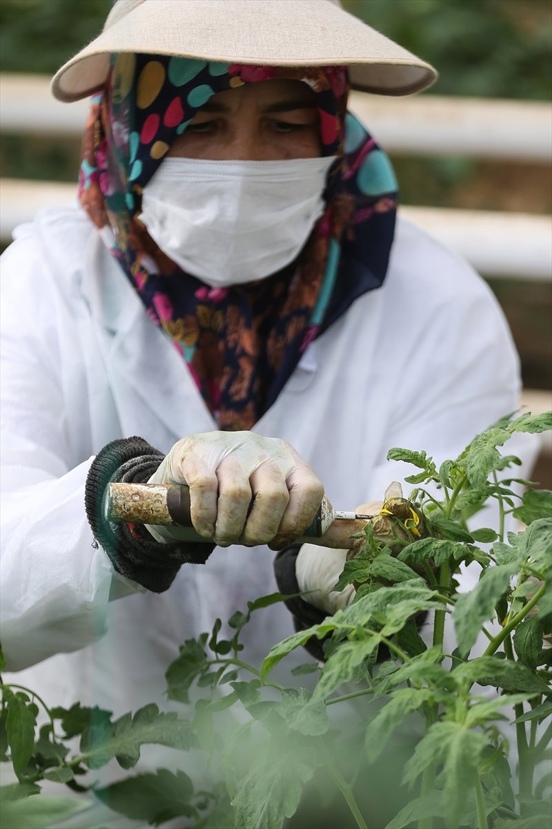 Türkiye'nin Yerli Ve Milli Sebze Tohumları Kadınlara Emanet