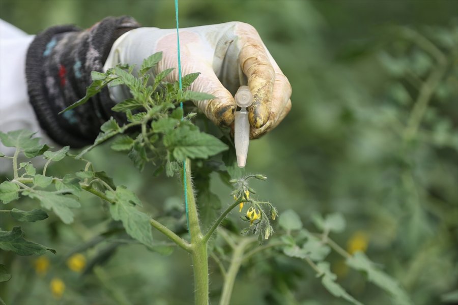 Türkiye'nin Yerli Ve Milli Sebze Tohumları Kadınlara Emanet