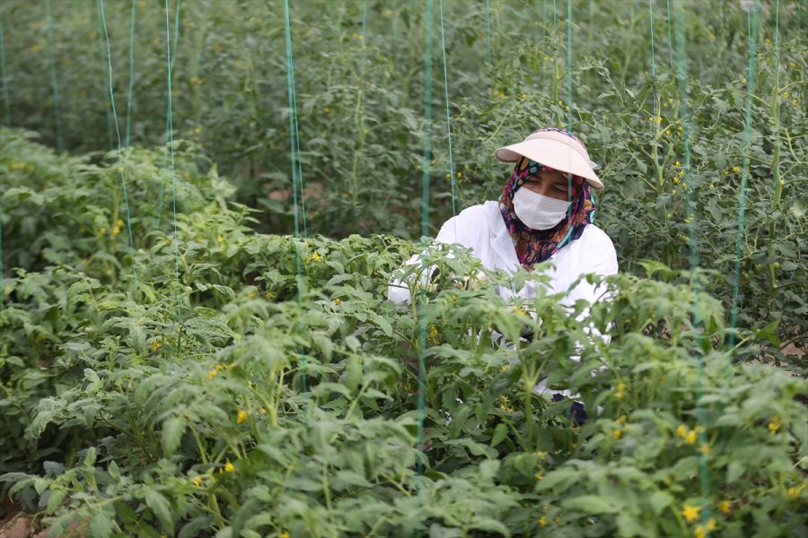 Türkiye'nin Yerli Ve Milli Sebze Tohumları Kadınlara Emanet