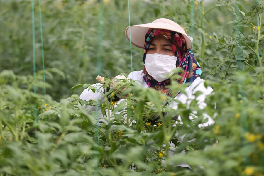 Türkiye'nin Yerli Ve Milli Sebze Tohumları Kadınlara Emanet