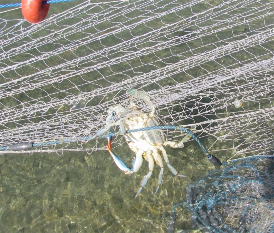 Antalya'da Mavi Yengeç Avlayanlara 5000 Liraya Kadar Para Cezası Kesilecek