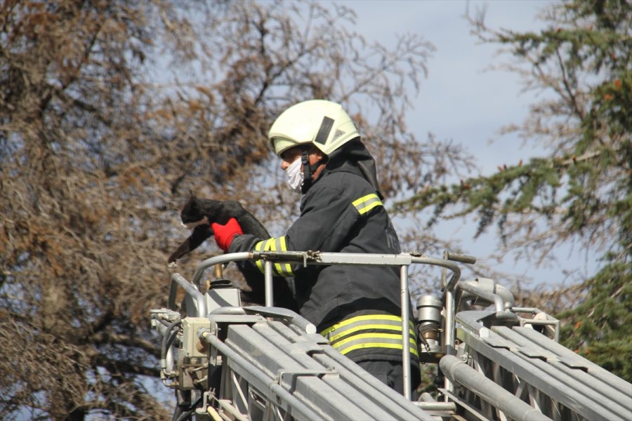 Çıktığı Ağaçtan İnemeyen Kediyi İtfaiye Ekipleri Kurtardı