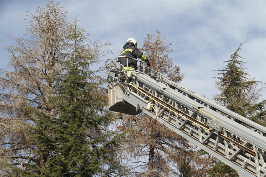 Çıktığı Ağaçtan İnemeyen Kediyi İtfaiye Ekipleri Kurtardı
