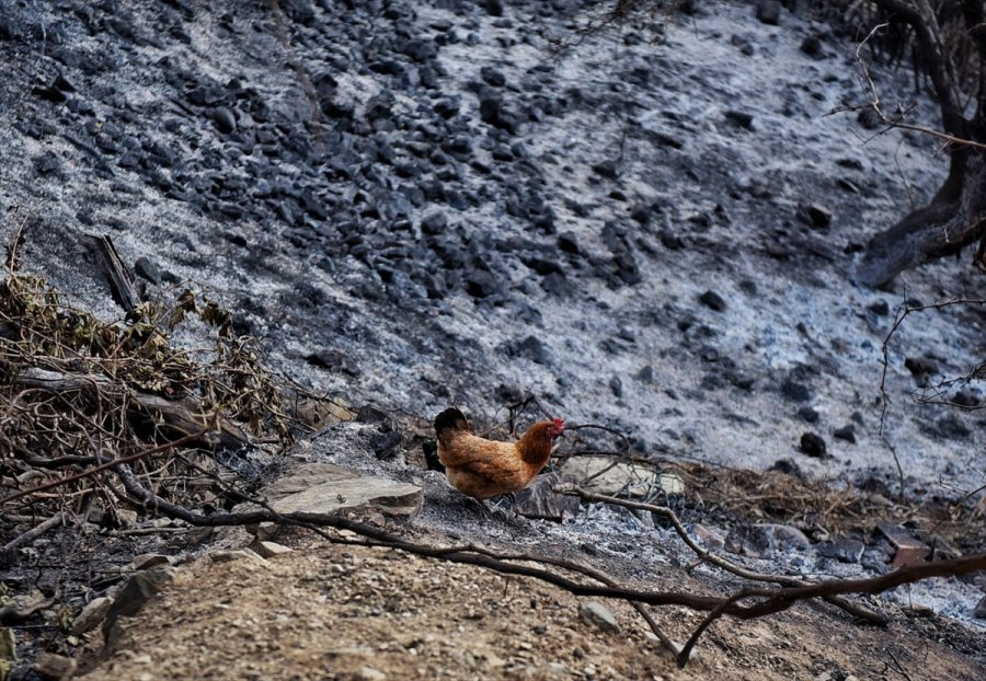 Anamur'daki Orman Yangını Bölgesinde Soğutma Çalışmaları Sürüyor