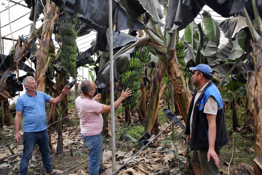 Anamur'daki Yangından Etkilenen Vatandaşlar Yaşadıklarını Anlattı