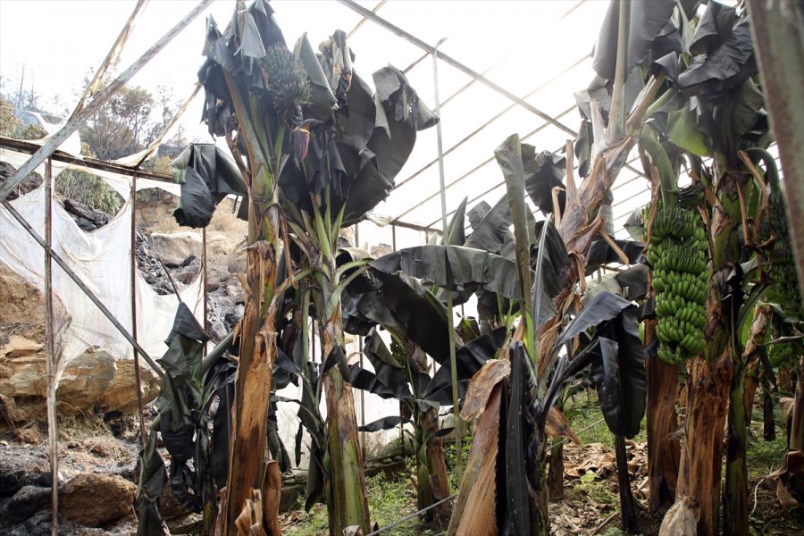 Anamur'daki Yangından Etkilenen Vatandaşlar Yaşadıklarını Anlattı