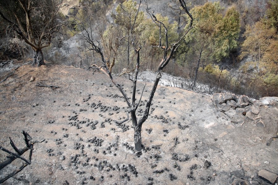 Anamur'daki Yangından Etkilenen Vatandaşlar Yaşadıklarını Anlattı