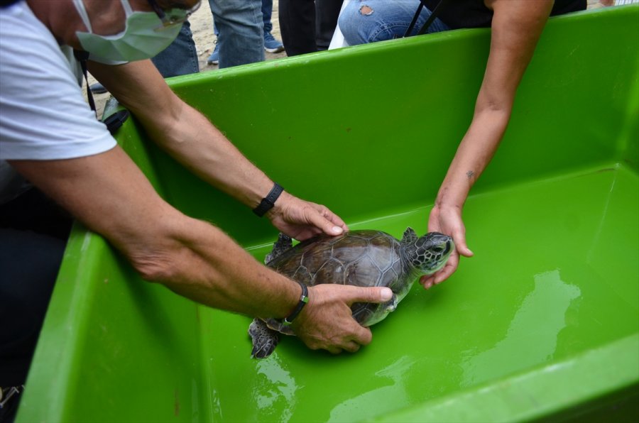 Antalya'da Tedavisi Tamamlanan Yeşil Deniz Kaplumbağası Denize Bırakıldı