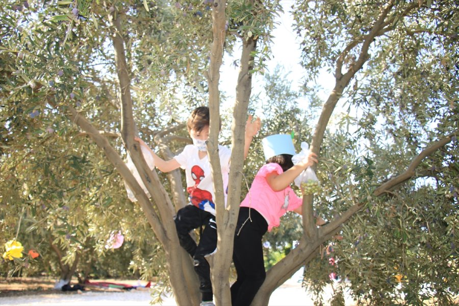 Erdemli'de Öğrencilerin Hasat Heyecanı