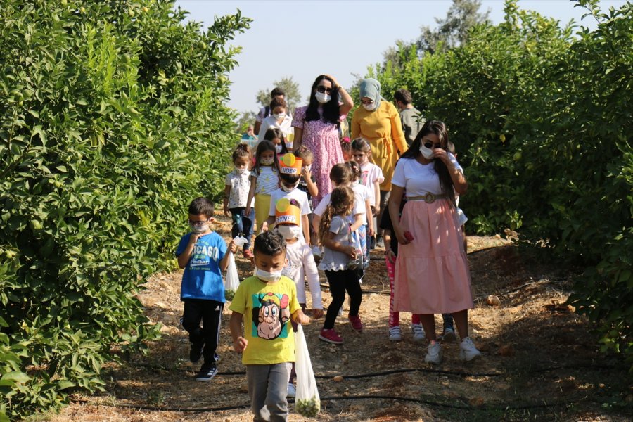 Erdemli'de Öğrencilerin Hasat Heyecanı