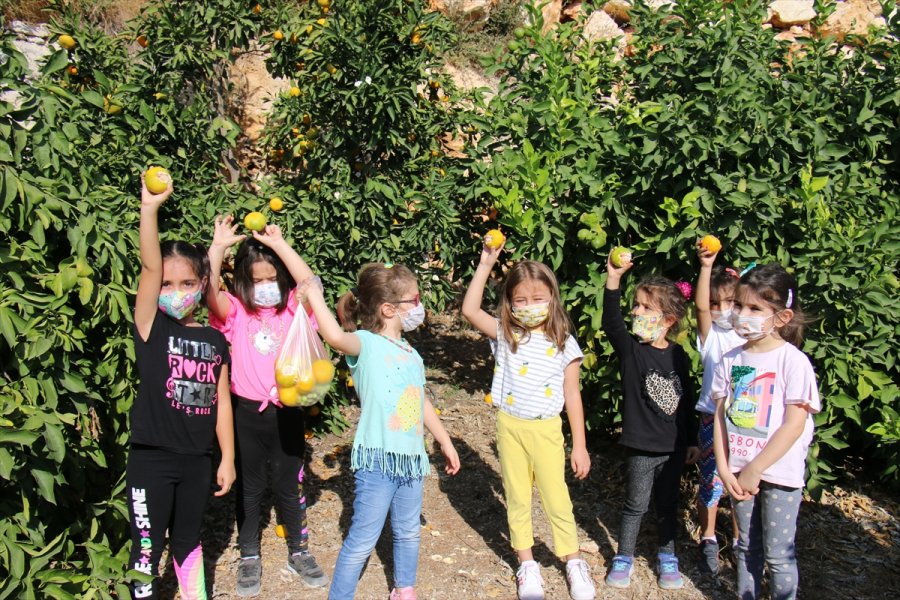 Erdemli'de Öğrencilerin Hasat Heyecanı