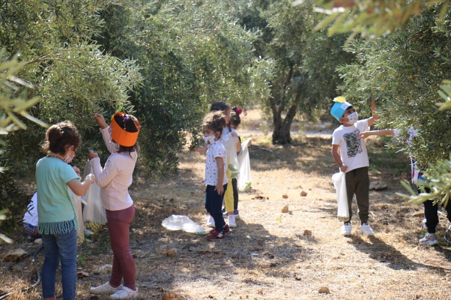 Erdemli'de Öğrencilerin Hasat Heyecanı