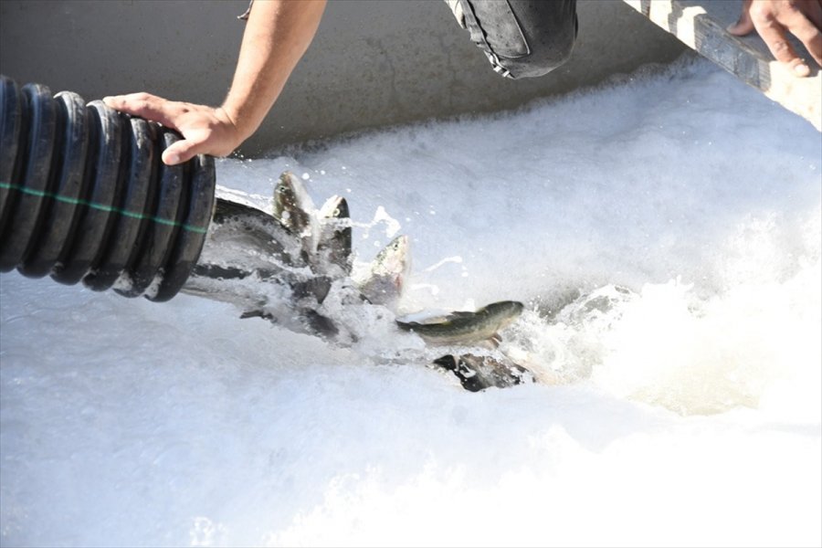 Kayseri'de Yamula Barajı'nda 1400 Ton Somon Balığı Üretildi