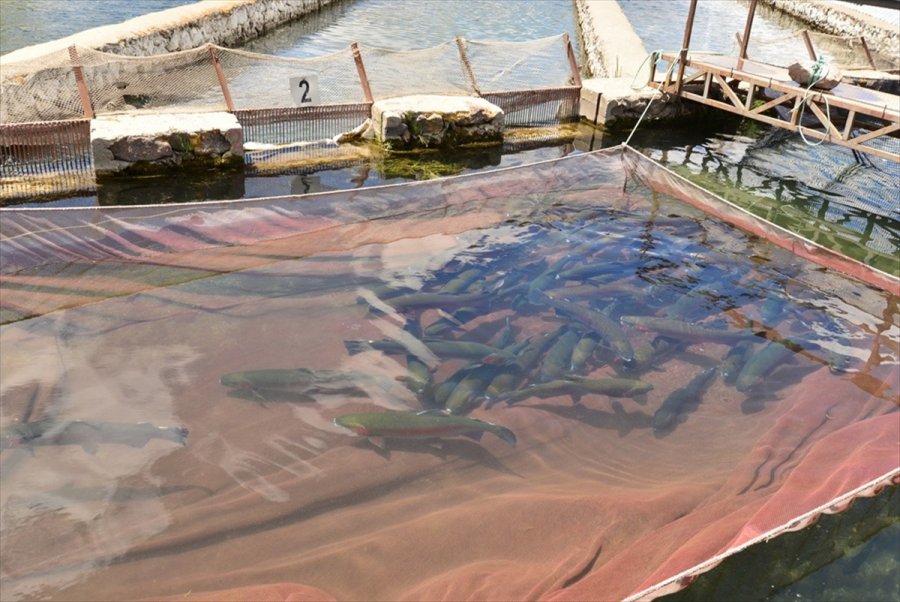 Kayseri'de Yamula Barajı'nda 1400 Ton Somon Balığı Üretildi
