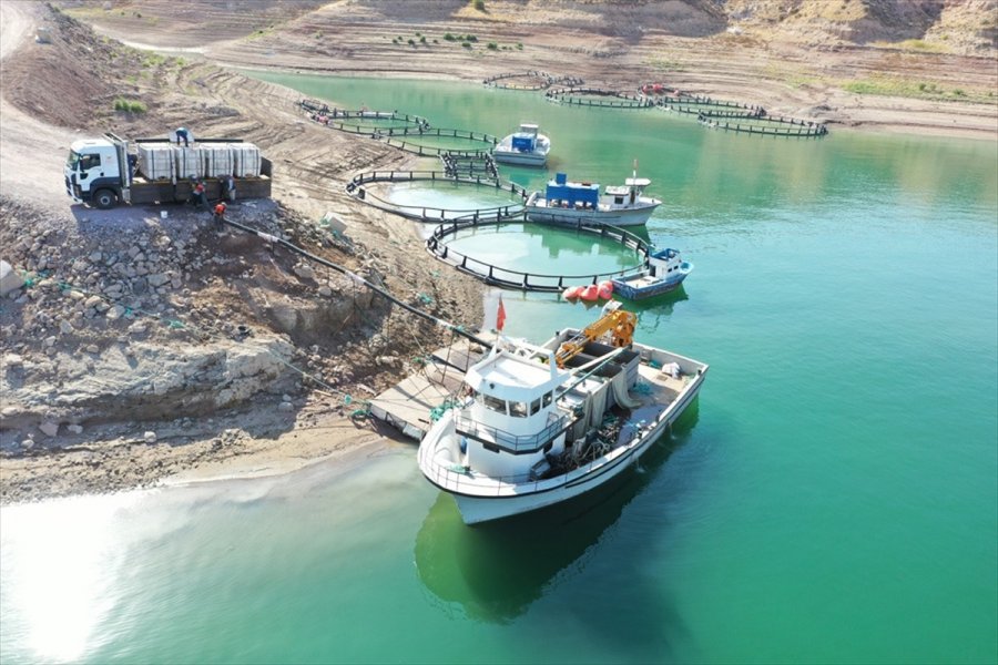 Kayseri'de Yamula Barajı'nda 1400 Ton Somon Balığı Üretildi