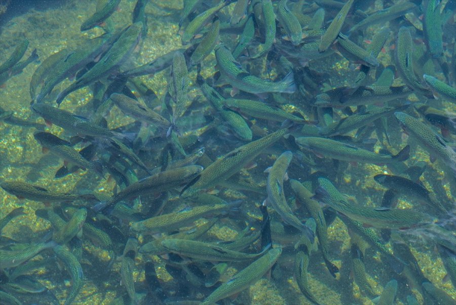 Kayseri'de Yamula Barajı'nda 1400 Ton Somon Balığı Üretildi