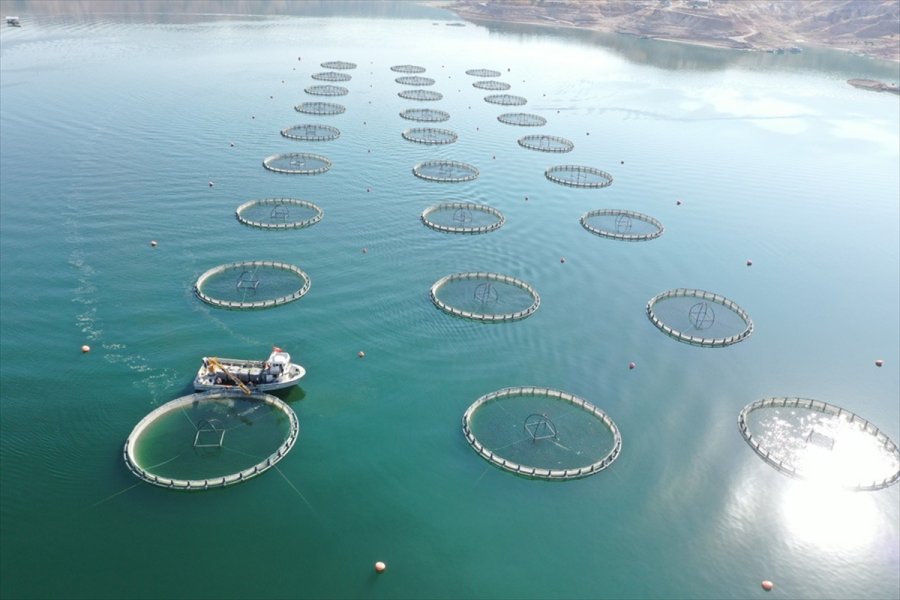Kayseri'de Yamula Barajı'nda 1400 Ton Somon Balığı Üretildi