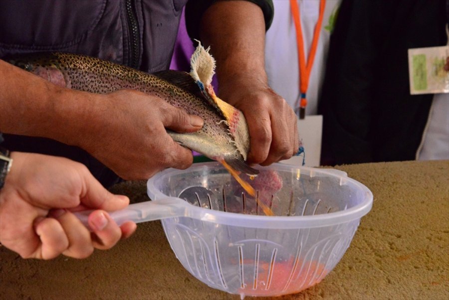 Kayseri'de Yamula Barajı'nda 1400 Ton Somon Balığı Üretildi