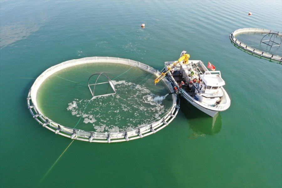 Kayseri'de Yamula Barajı'nda 1400 Ton Somon Balığı Üretildi