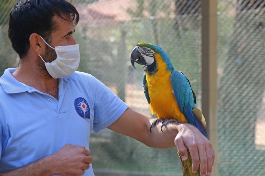 Antalya Hayvanat Bahçesi'nin Papağanları İlgi Odağı Oldu