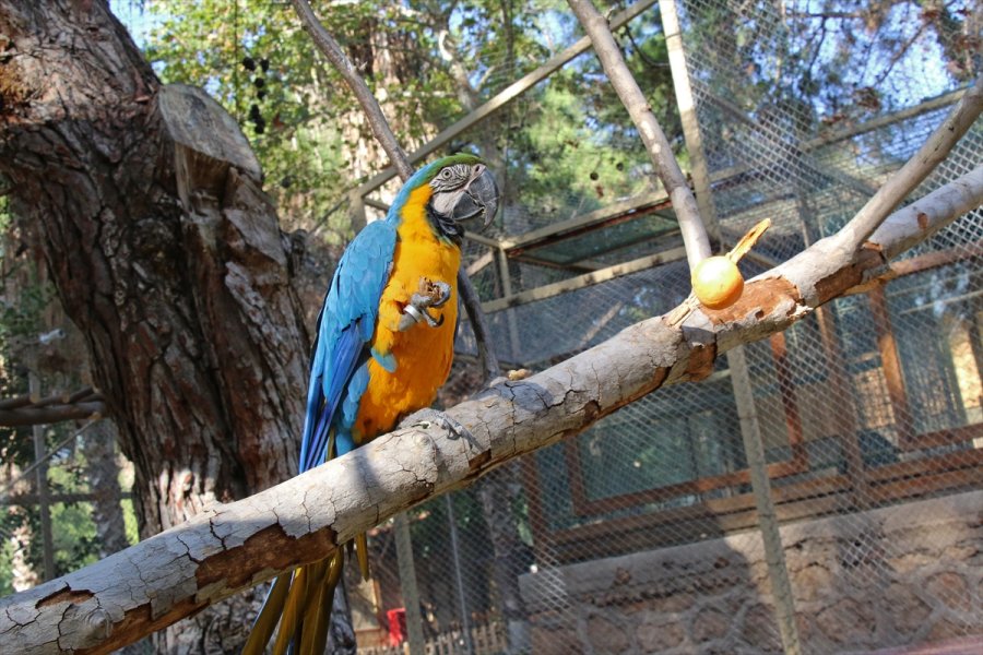 Antalya Hayvanat Bahçesi'nin Papağanları İlgi Odağı Oldu