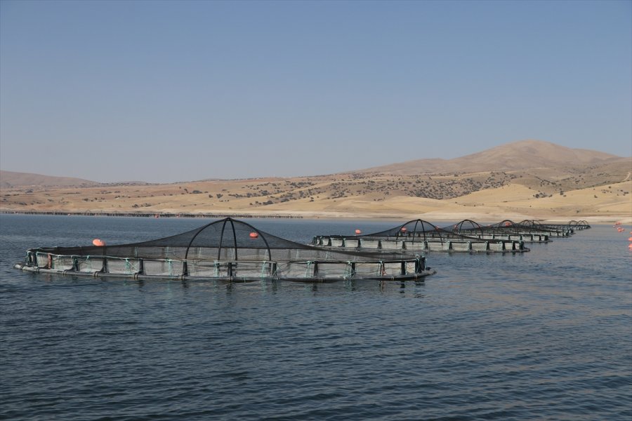 İnternetten Alışverişte Siparişten Farklı Ürünün Bedeli Kargo Şirketinden Tahsil Edilebiliyor
