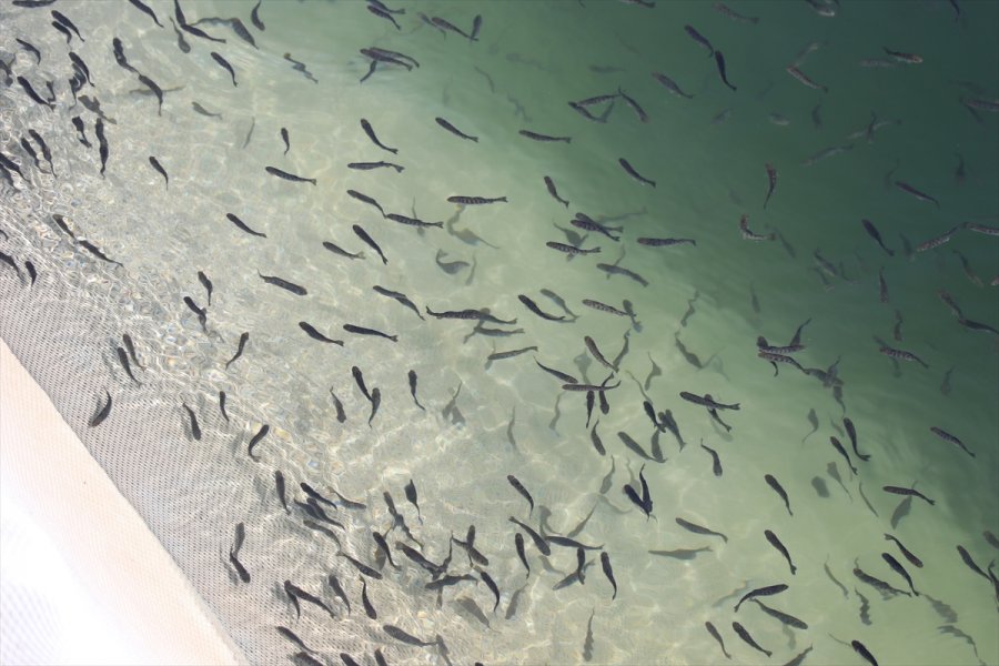 İnternetten Alışverişte Siparişten Farklı Ürünün Bedeli Kargo Şirketinden Tahsil Edilebiliyor
