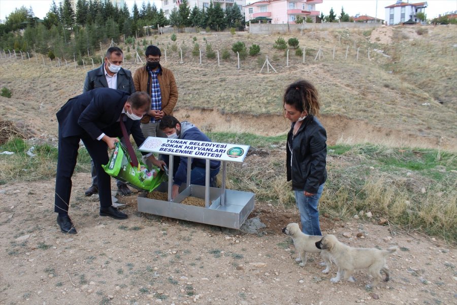 Yunak'ta Sokak Hayvanları İçin Beslenme Noktaları Oluşturuldu