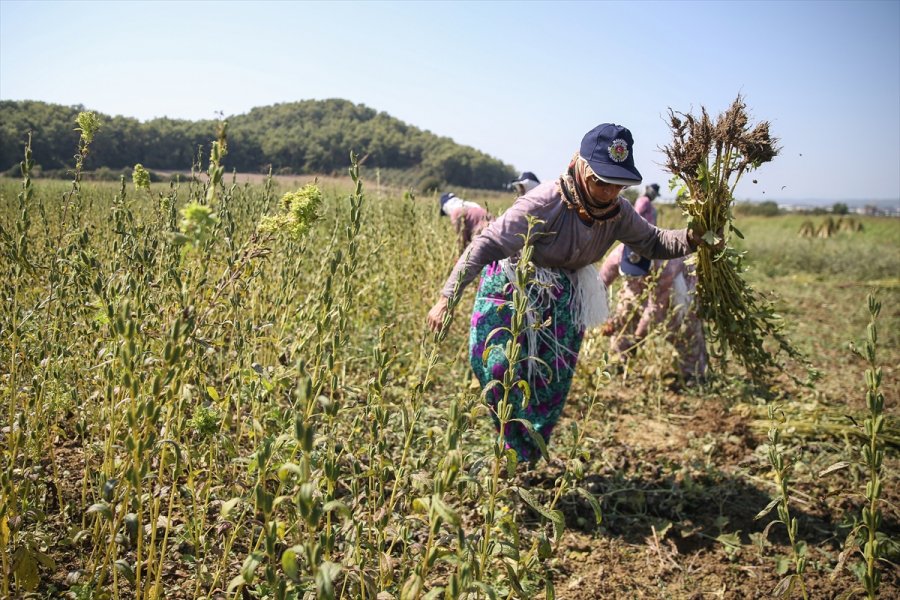 Osmanlı'da Saray Sofralarını Süsleyen