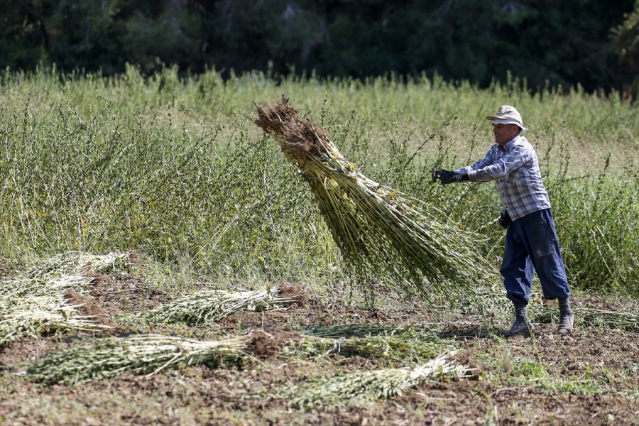 Osmanlı'da Saray Sofralarını Süsleyen