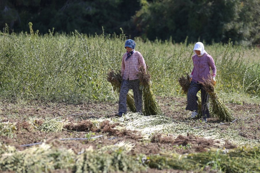 Osmanlı'da Saray Sofralarını Süsleyen