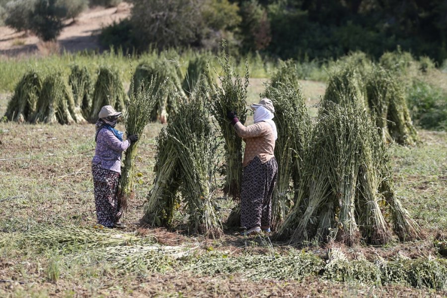 Osmanlı'da Saray Sofralarını Süsleyen