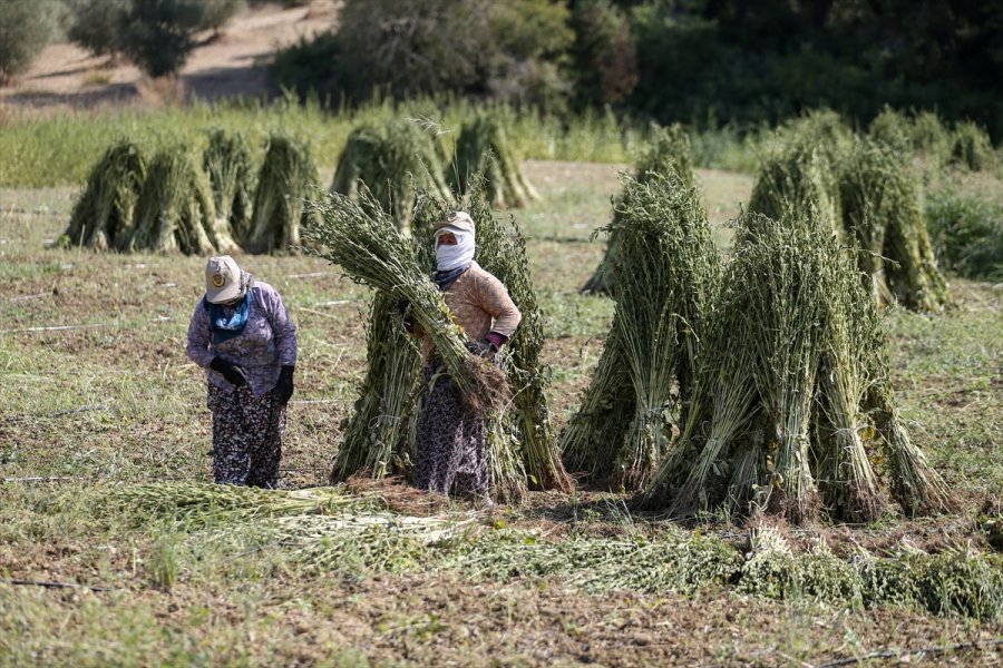 Osmanlı'da Saray Sofralarını Süsleyen