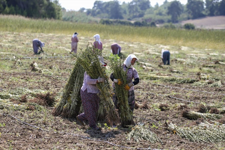 Osmanlı'da Saray Sofralarını Süsleyen