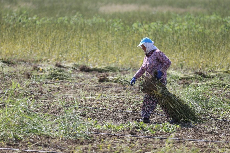 Osmanlı'da Saray Sofralarını Süsleyen