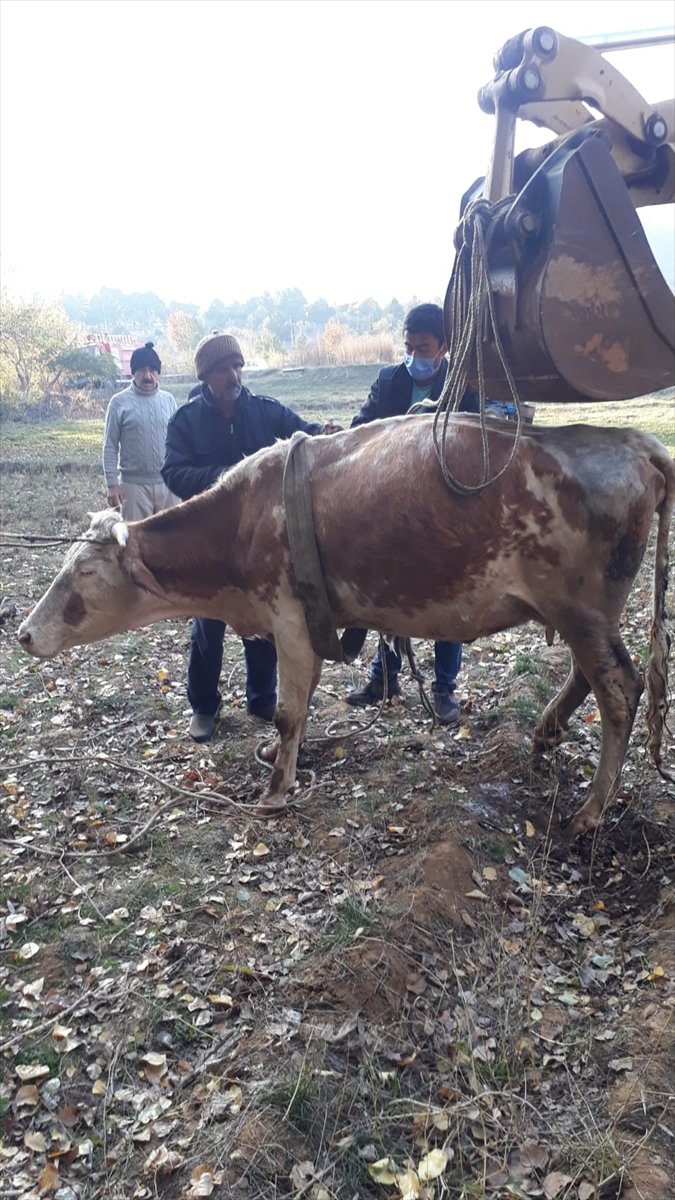 Konya'da Üzeri Açık Kuyuya Düşen İnek İtfaiye Ekiplerince Kurtarıldı