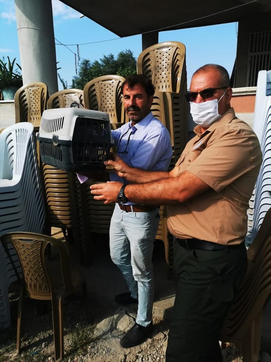 Mersin’de Yaralı Yarasa Tedavi Altına Alındı