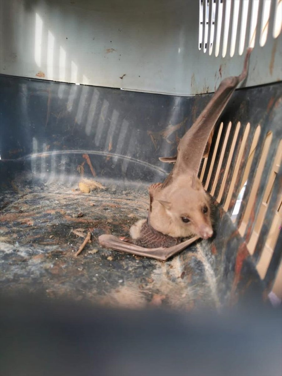 Mersin’de Yaralı Yarasa Tedavi Altına Alındı