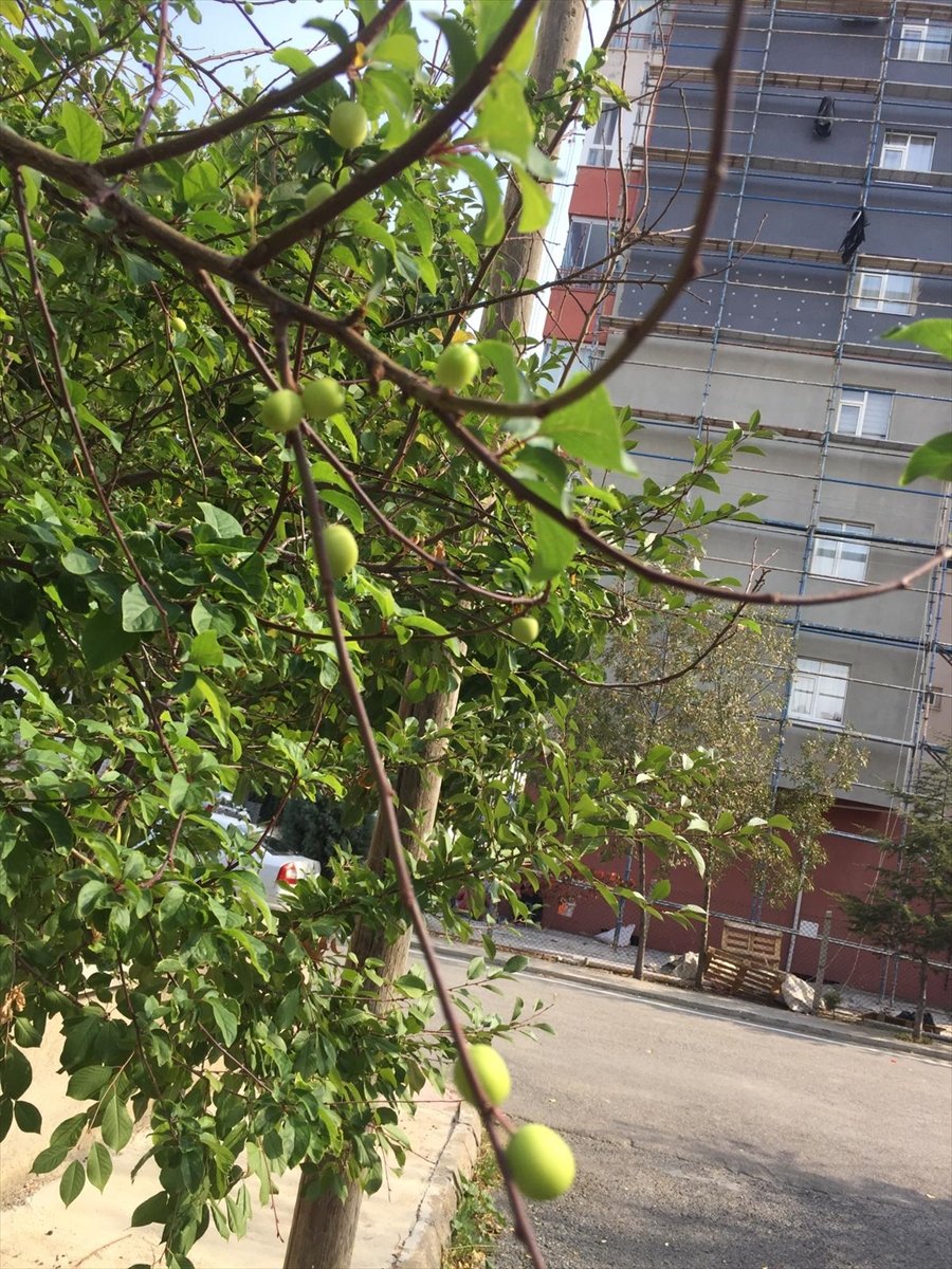 Seydişehir'de Kasım Ayında Meyve Veren Erik Ağacı Görenleri Şaşırttı