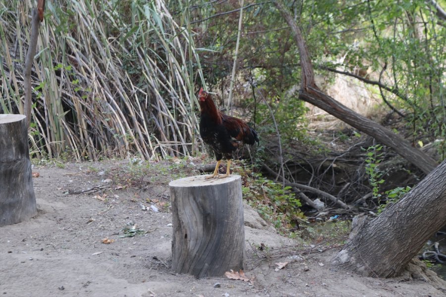 Emekli Mühendis, Araştırma İçin Geldiği Köyden 15 Yıldır Ayrılamıyor