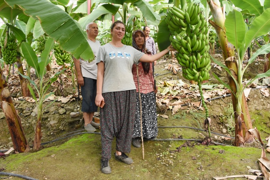 Girişimci Kadın, Devlet Desteğiyle Muz Üreticisi Oldu