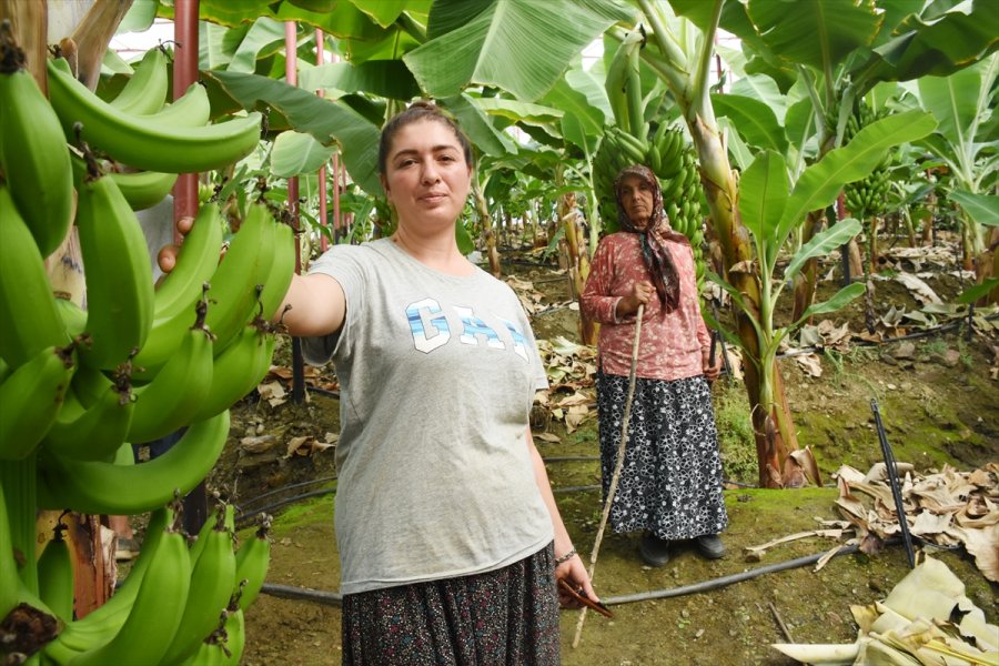 Girişimci Kadın, Devlet Desteğiyle Muz Üreticisi Oldu