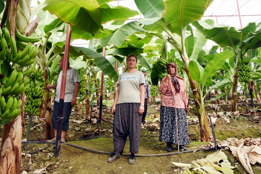 Girişimci Kadın, Devlet Desteğiyle Muz Üreticisi Oldu